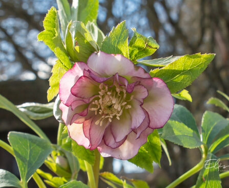 Helleborus orientalis `Double Ellen Picotee` lumeroos (5)