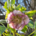 Helleborus orientalis `Double Ellen Picotee` lumeroos (5)