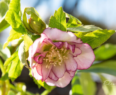 Helleborus orientalis `Double Ellen Picotee` lumeroos (6)