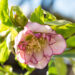 Helleborus orientalis `Double Ellen Picotee` lumeroos (6)