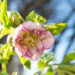 Helleborus orientalis `Double Ellen Picotee` lumeroos (7)