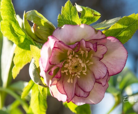 Helleborus orientalis `Double Ellen Picotee` lumeroos (1)