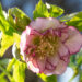 Helleborus orientalis `Double Ellen Picotee` lumeroos (1)