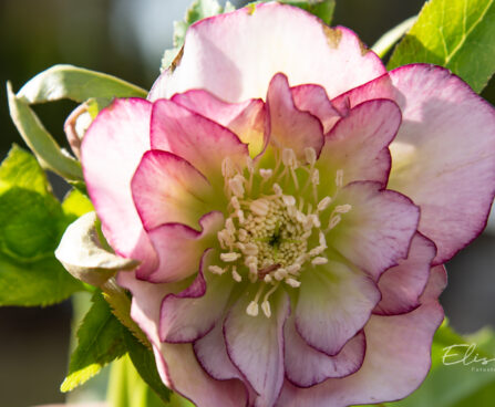 Helleborus orientalis `Double Ellen Picotee` lumeroos (2)