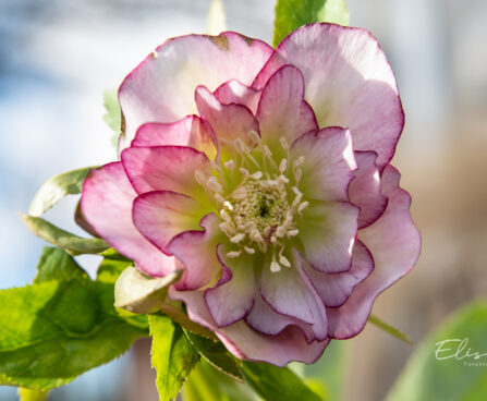 Helleborus orientalis `Double Ellen Picotee` lumeroos (3)