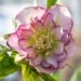 Helleborus orientalis `Double Ellen Picotee` lumeroos (3)