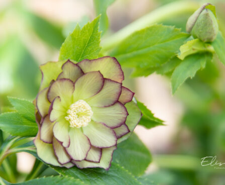 Helleborus orientalis `Double Ellen Green` lumeroos (2)