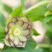 Helleborus orientalis `Double Ellen Green` lumeroos (2)