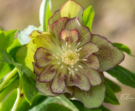 Helleborus orientalis `Double Ellen Green` lumeroos (3)