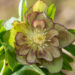 Helleborus orientalis `Double Ellen Green` lumeroos (3)