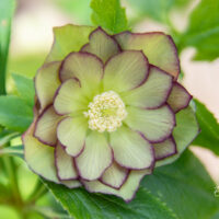 Helleborus orientalis `Double Ellen Green` lumeroos (1)