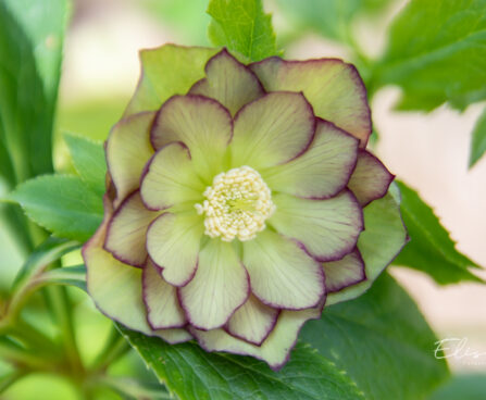 Helleborus orientalis `Double Ellen Green` lumeroos (1)