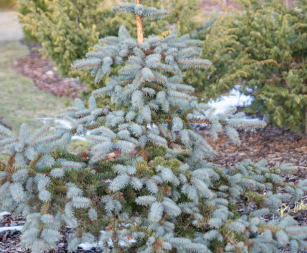 Picea pungens `Hoopsii` torkav kuusk