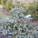 Picea pungens `Hoopsii` torkav kuusk