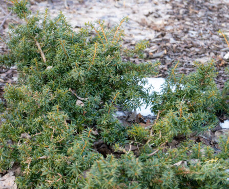 Taxus baccata `Summergold` harilik jugapuu