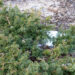 Taxus baccata `Summergold` harilik jugapuu