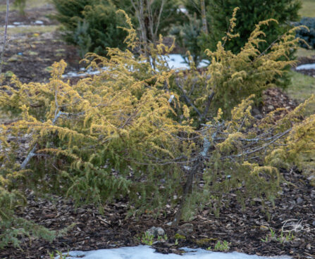 Juniperus communis `Hemson` harilik kadakas