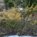 Juniperus communis `Hemson` harilik kadakas