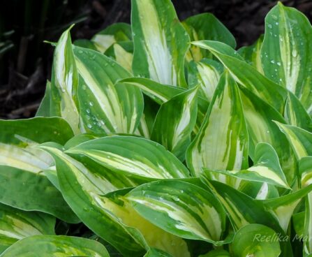 1438_4298_Hosta_Xanadu.jpg