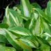 1438_4298_Hosta_Xanadu.jpg