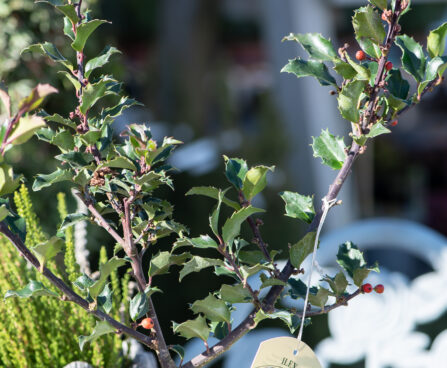 Ilex x meserveae `Blue Princess` iileks