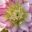 Helleborus orientalis `Double Ellen Picotee` lumeroos (4) - Copy