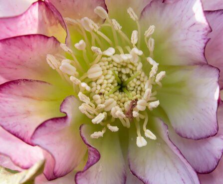 Helleborus orientalis `Double Ellen Picotee` lumeroos (4) - Copy