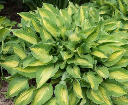 1438_8643_Hosta_Xanadu__2.JPG