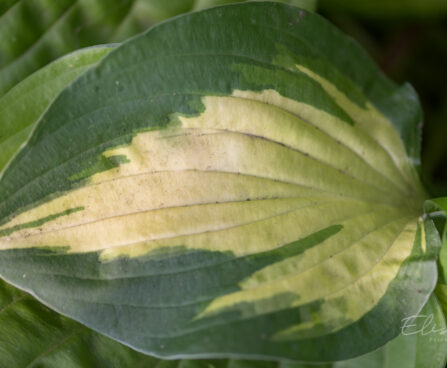 1438_9316_Hosta_Xanadu_.JPG