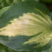 1438_9316_Hosta_Xanadu_.JPG