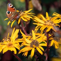 1474_6727_Ligularia_dentata_Britt_Marie_Crawford.JPG