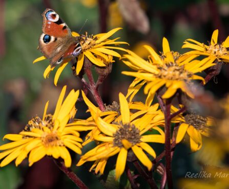 1474_6727_Ligularia_dentata_Britt_Marie_Crawford.JPG