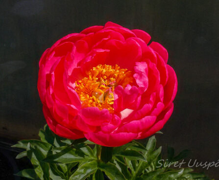 1478_7367_Paeonia_lactiflora_Coral_Sunset.JPG