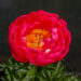 1478_7367_Paeonia_lactiflora_Coral_Sunset.JPG