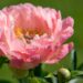 1478_8689_Paeonia_lactiflora_Coral_Sunset__3.JPG