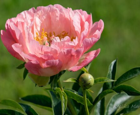 1478_8690_Paeonia_lactiflora_Coral_Sunset__4.JPG