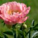 1478_8690_Paeonia_lactiflora_Coral_Sunset__4.JPG