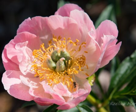 1478_8691_Paeonia_lactiflora_Coral_Sunset__5.JPG