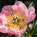 1478_8691_Paeonia_lactiflora_Coral_Sunset__5.JPG