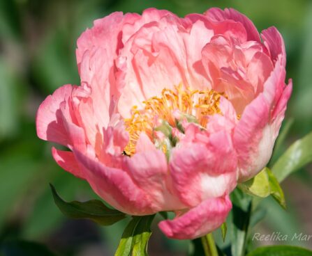 1478_8692_Paeonia_lactiflora_Coral_Sunset__6.JPG