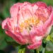 1478_8692_Paeonia_lactiflora_Coral_Sunset__6.JPG