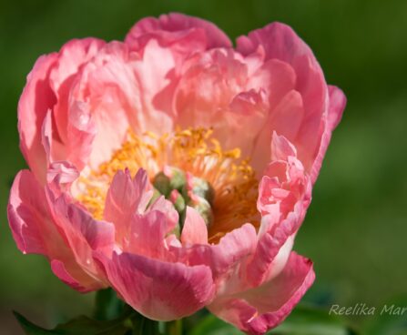 1478_8693_Paeonia_lactiflora_Coral_Sunset__7.JPG