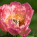 1478_8693_Paeonia_lactiflora_Coral_Sunset__7.JPG