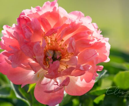 1478_8784_Paeonia_lactiflora_Coral_Sunset_.JPG