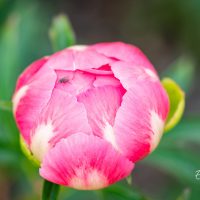 1479_10272_Paeonia_lactiflora_Pink_Hawaiian_Coral__pojeng_2.jpg