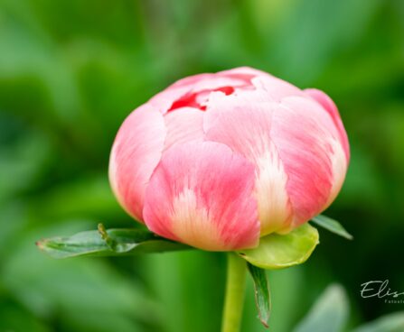 1479_10273_Paeonia_lactiflora_Pink_Hawaiian_Coral__pojeng_3.jpg