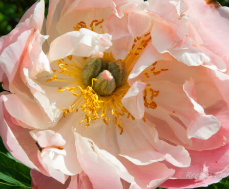 1479_7589_Paeonia_lactiflora_Pink_Hawaiian_Coral__2.JPG