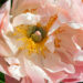 1479_7589_Paeonia_lactiflora_Pink_Hawaiian_Coral__2.JPG