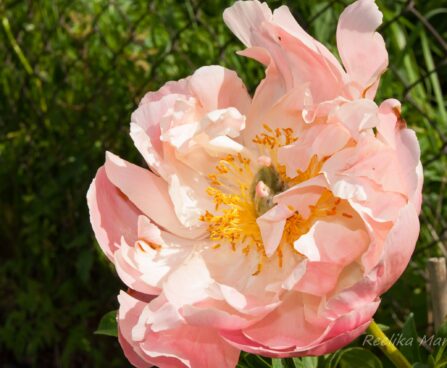 1479_7590_Paeonia_lactiflora_Pink_Hawaiian_Coral_.JPG