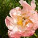 1479_7590_Paeonia_lactiflora_Pink_Hawaiian_Coral_.JPG